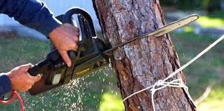 How Our Tree Care Process Works  in Edenton, NC